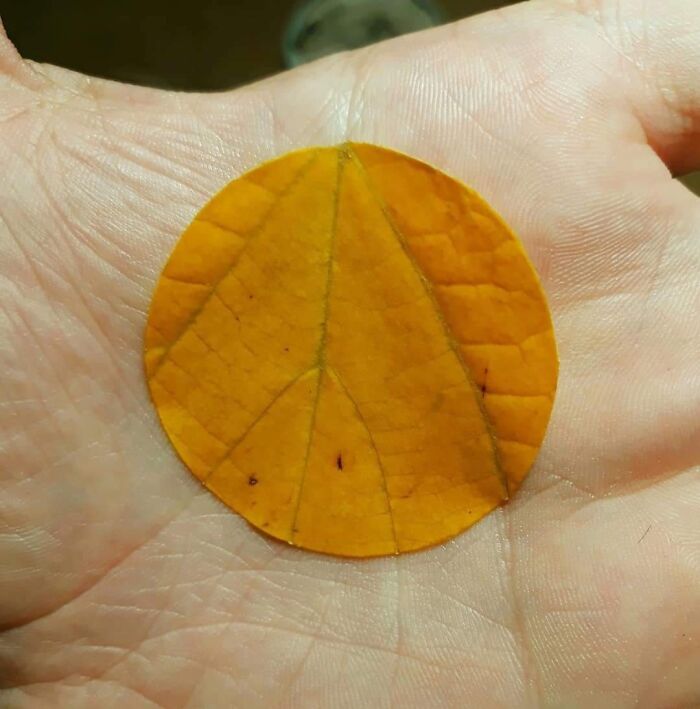 Close-up of a rare coincidence showing a yellow leaf perfectly cut into a circle resembling a coin in a person's hand.