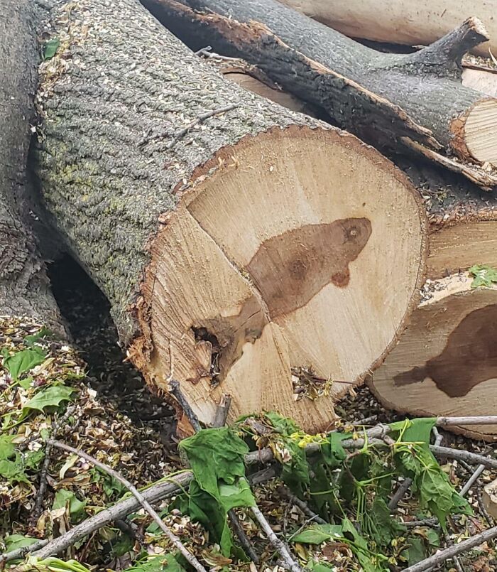 Tree log with natural wood grain resembling a fish, an unusual rare coincidence you’d think was photoshopped but isn’t.