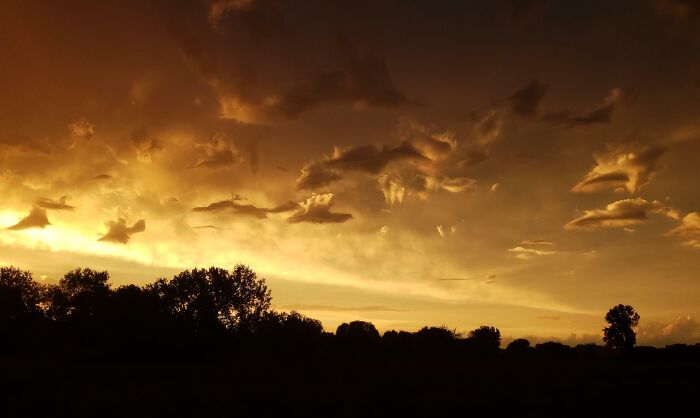 Golden sunset sky with clouds resembling flying figures above a dark tree silhouette, showcasing rare coincidences in nature.