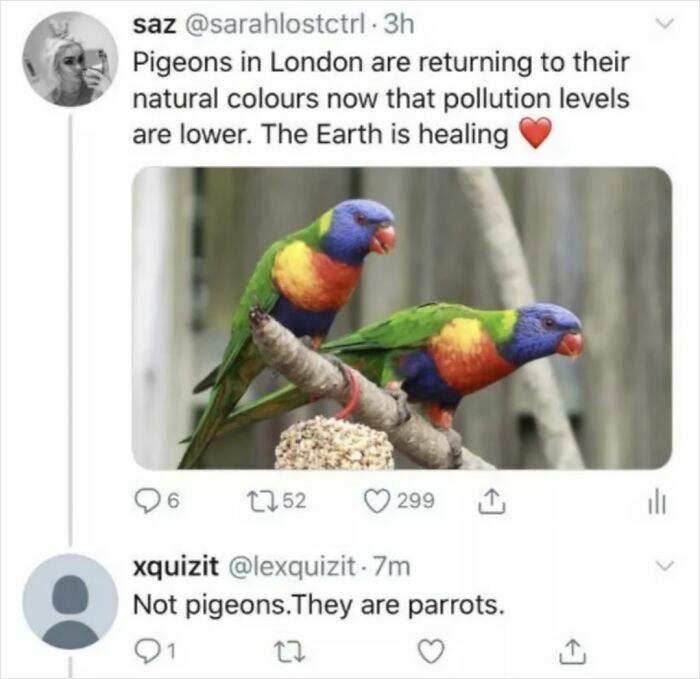 Tweet mistake where user points out colorful birds are parrots, missing the joke embarrassingly with humor in misunderstood post.