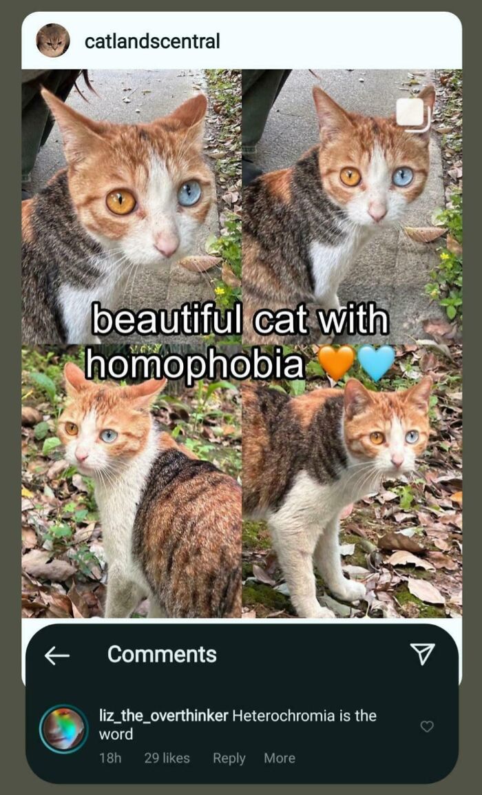 Four photos of a cat with heterochromia humorously captioned in a post about people missing the joke embarrassingly.