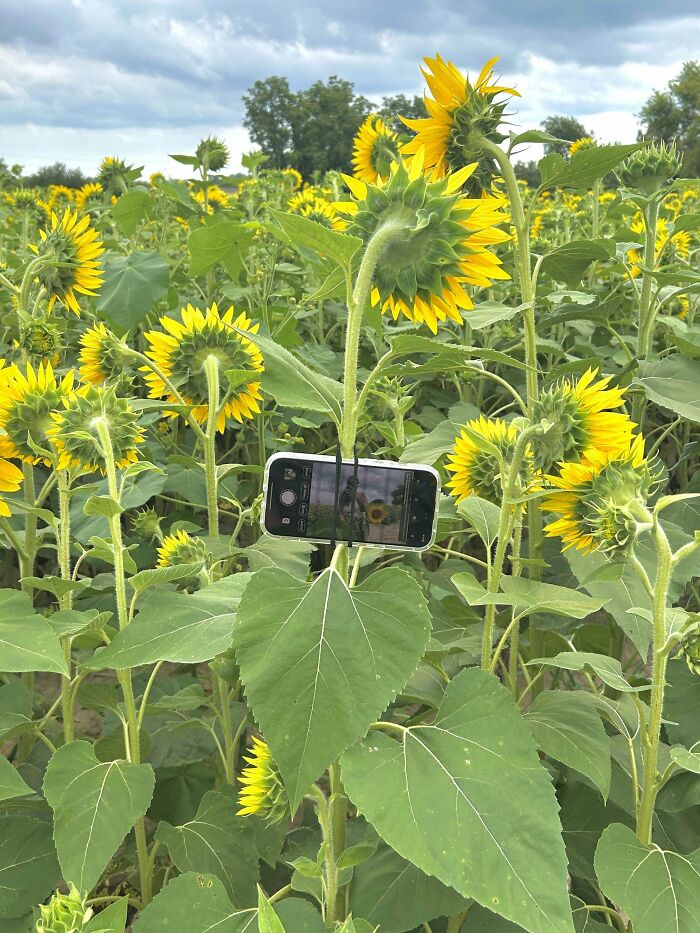 Sunflower used as a makeshift phone holder in a creative redneck engineer invention in a vast sunflower field.