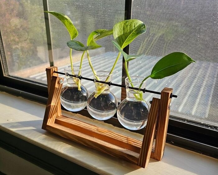 Wooden frame holding three glass bulb vases with green plant cuttings, a creative everyday item personality upgrade.