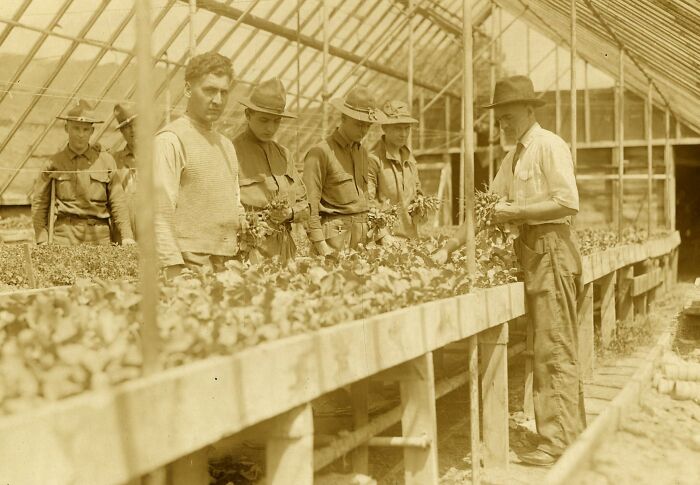 Group of men tending plants inside a greenhouse showing daily life beyond the WWI trenches in a peaceful setting.