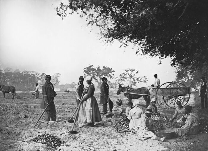 African American farmers working the land with horses and tools, depicting life in 1800s America in a rural setting.
