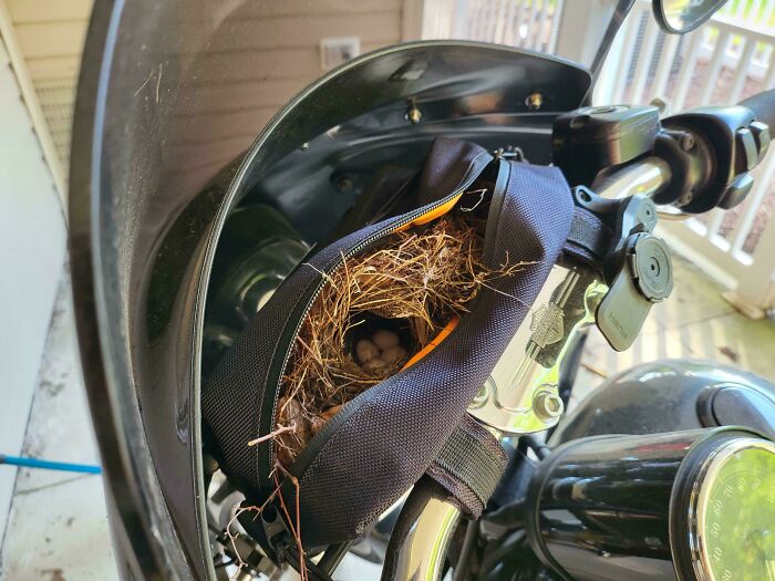 Bird nest with eggs found inside a motorcycle storage compartment, showing a funny way people learned their lesson.