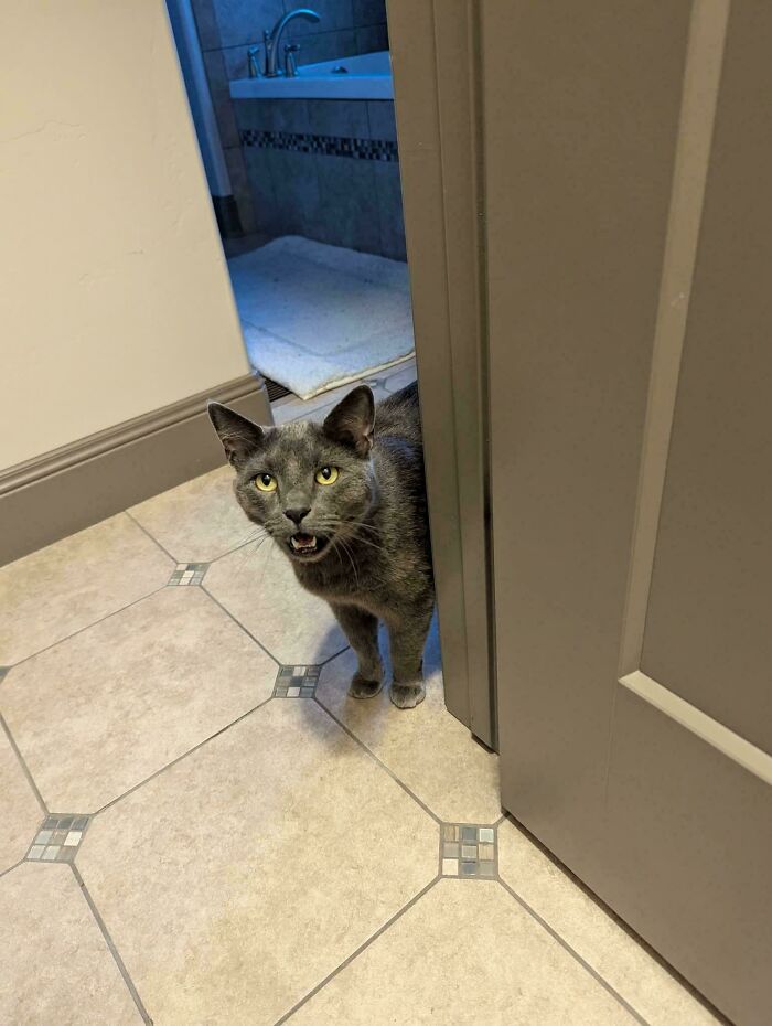 Gray cat peeking from behind a door meowing loudly on tiled floor inside a home with bathroom in background.