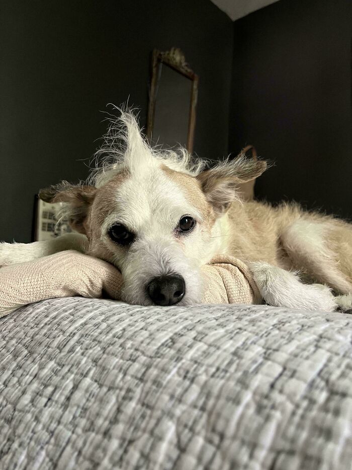 Small dog with fluffy fur resting on a bed, showing a goofy and relaxed expression in a cozy indoor setting.