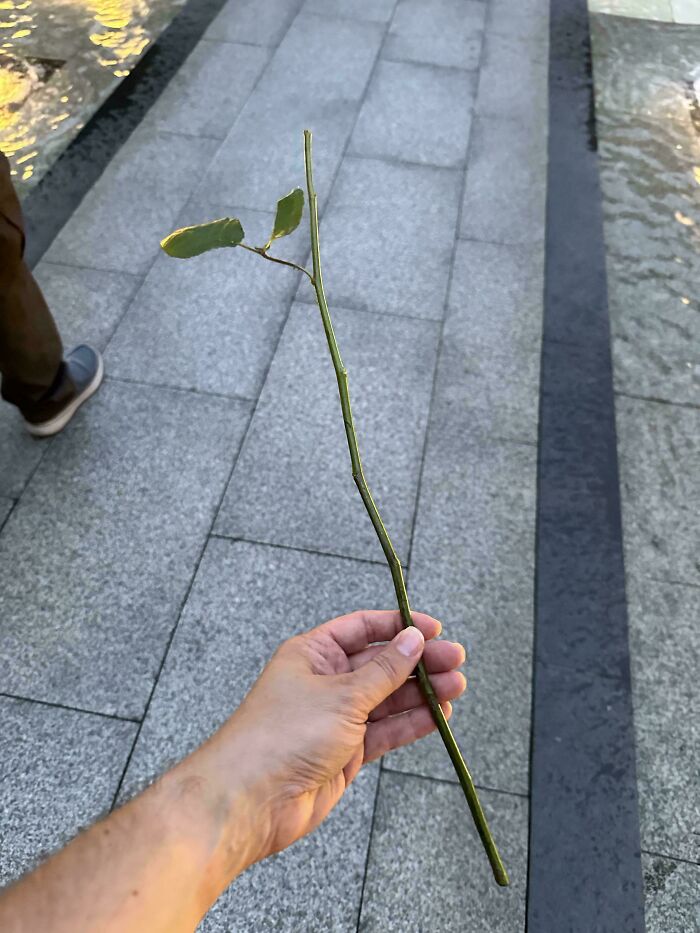 Hand holding a broken branch with few leaves on a paved walkway, showing disregard for rules and etiquette.