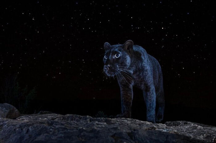 Amazing Photos black panther walking on rocky outcrop beneath a star-filled night sky