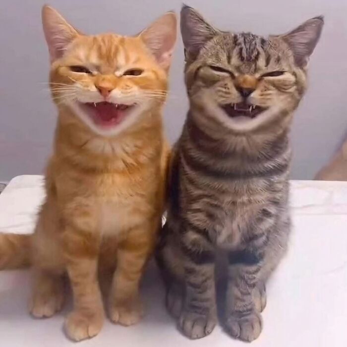 Two cats with funny expressions sitting side by side in a strange but funny photo shared by an IG account obsessed with felines