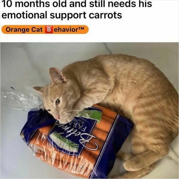 Orange cat lying on a bag of carrots, showcasing funny and strange behavior shared by a feline-obsessed Instagram account.