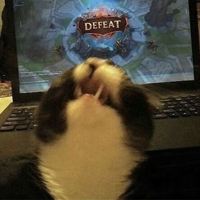 Cat making funny face with laptop screen showing defeat message in a strange but funny photo of cats.
