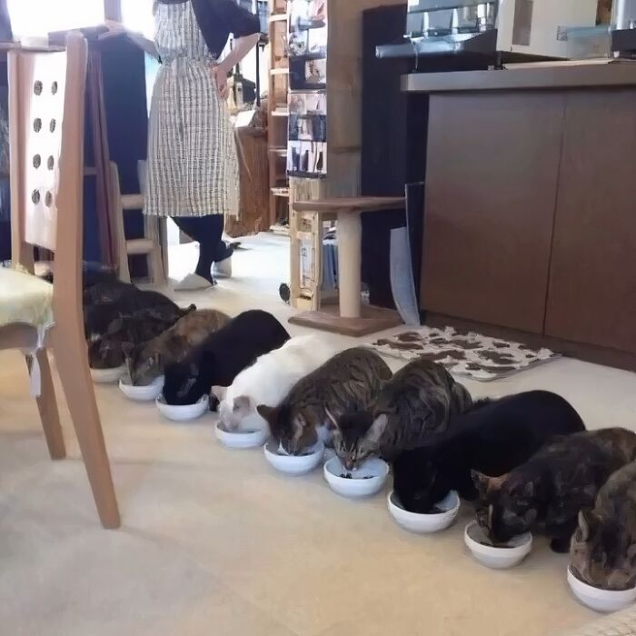 Several cats lined up eating from bowls indoors, showcasing funny cat moments from a feline-obsessed IG account.