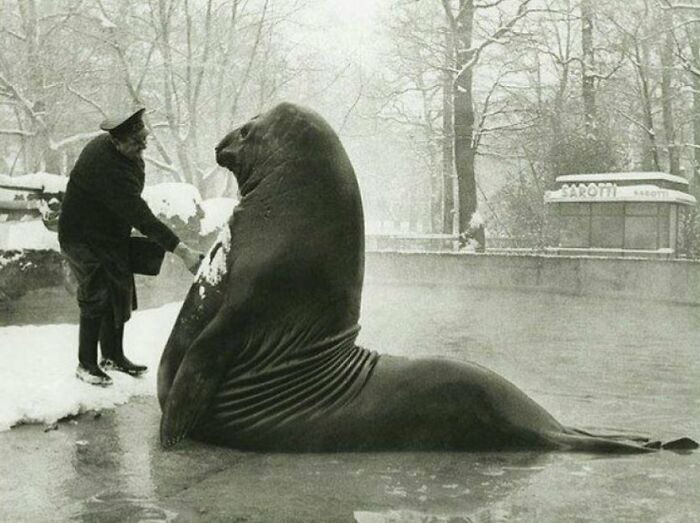 Black and white historical photo of a man shaking hands with a large walrus in a snowy outdoor setting.