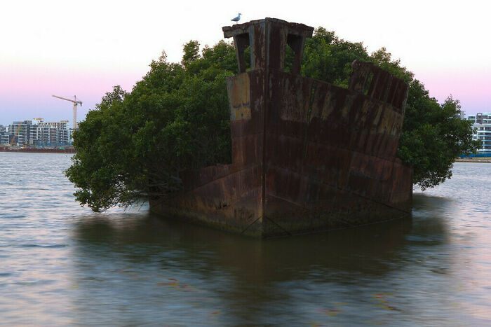 Rusty abandoned ship partially submerged in water with trees growing around it near city buildings.