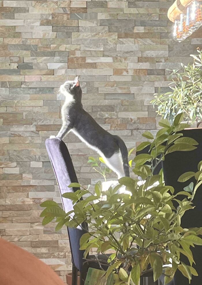 Cat stretched on chair illuminated by sunlight, resembling a Renaissance masterpiece in a home setting with plants and stone wall.