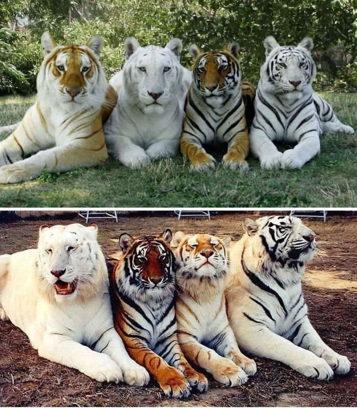Two stacked photos of groups of white and orange tigers resting side by side, vibrant wildlife Amazing Photos
