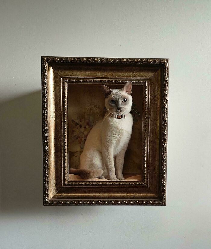 Cat sitting inside an ornate frame resembling a Renaissance masterpiece portrait hanging on a plain wall.