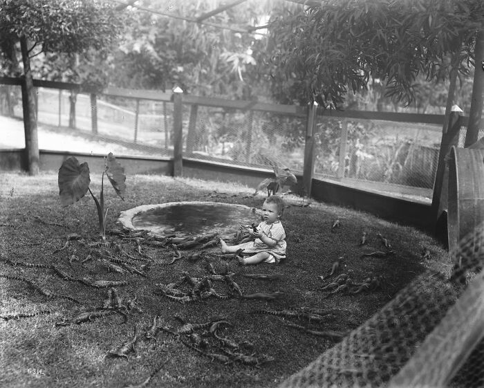Black and white historical photo of a baby sitting on grass surrounded by baby alligators near a small pond in a fenced area.