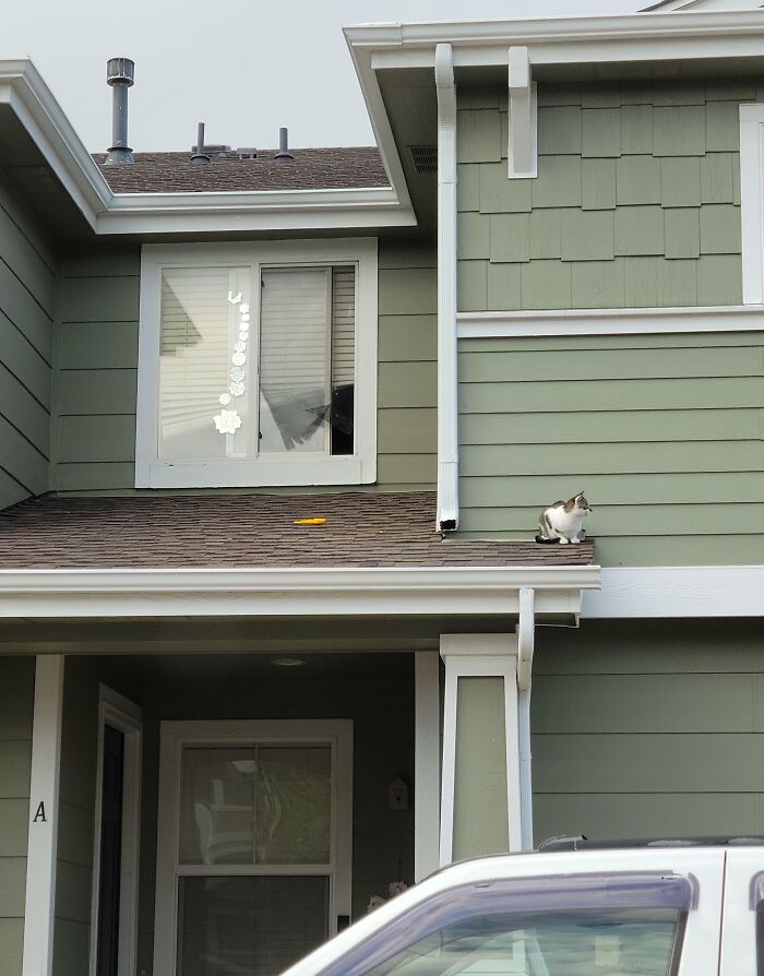 Cat sitting on a house roof in an unusual spot showcasing chaotic pets being a menace just because they can.