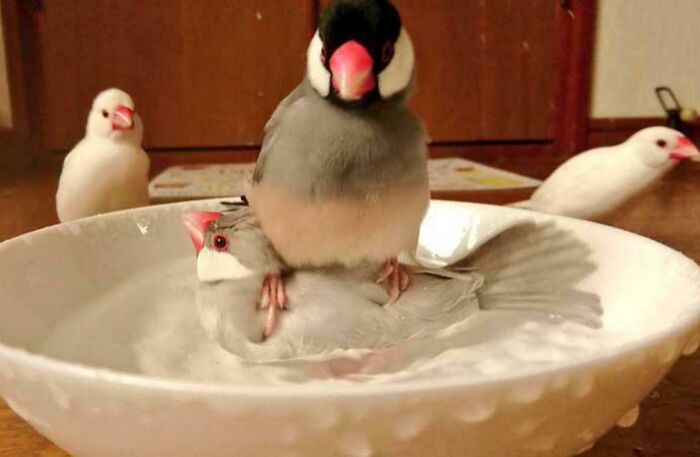 Two chaotic pets birds playfully sitting in a bowl while other birds watch in the background indoors.