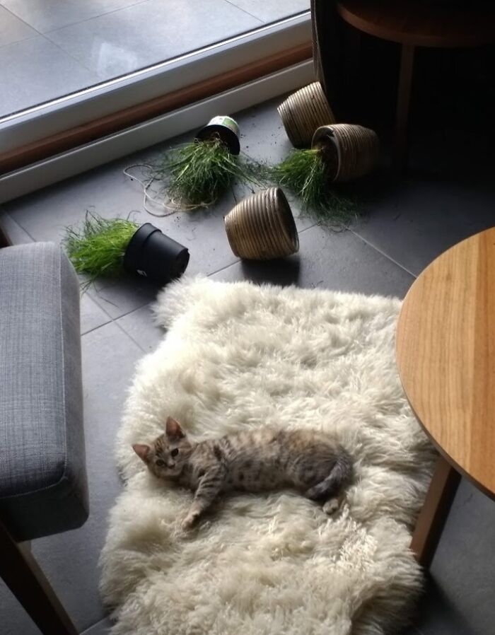 Cat lying on a fluffy rug near several knocked-over plant pots, one of the chaotic pets causing a mess indoors.