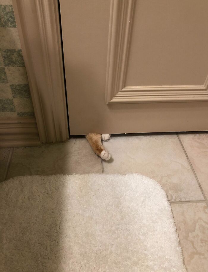Cat paws sticking out from under a bathroom door, one paw extended, showing chaotic pets being a menace at home.