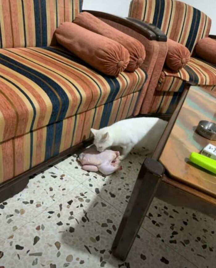 White cat acting chaotic menace by carrying whole raw chicken on tiled floor near striped couch and wooden table.