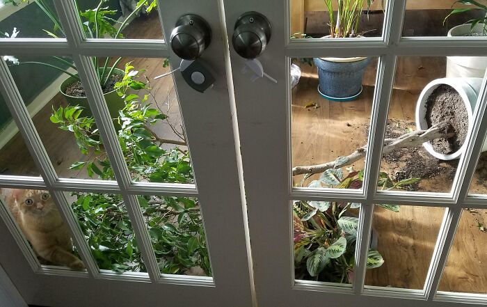 Cat causing chaotic mess by knocking over indoor plants behind glass doors, showcasing a mischievous pet menace behavior.