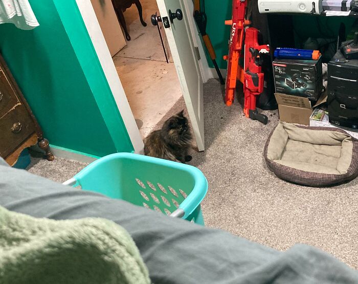 Fluffy cat peeking from behind a door in a messy room with toys, pet bed, and laundry basket, showcasing chaotic pets behavior.