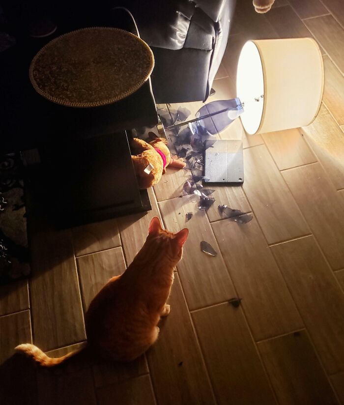 Orange cat sitting near shattered lamp on floor, showcasing chaotic pets causing a mess in a dimly lit room.