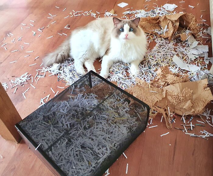 Fluffy cat lying among shredded paper and torn cardboard, creating a chaotic pets mess on a hardwood floor.