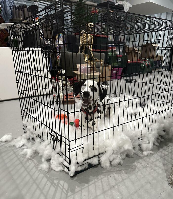 Dalmatian dog inside a cage surrounded by torn white stuffing, one of the chaotic pets causing a mess indoors.