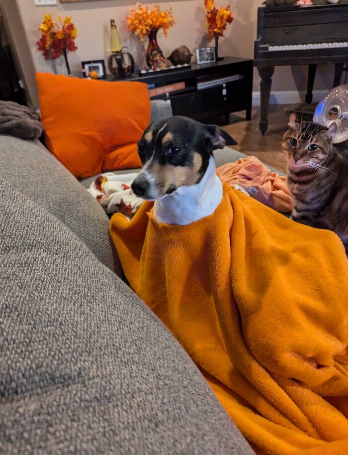 Small dog wrapped in orange blanket sitting on couch next to a curious cat among chaotic pets causing mischief.