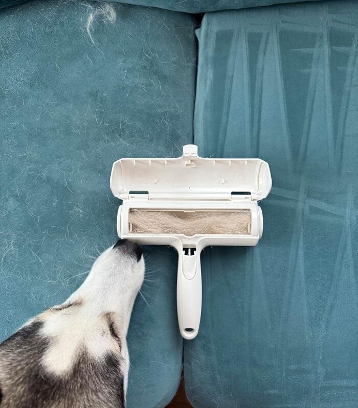 Dog hair being removed from a blue couch using a durable pet hair remover brush filled with collected fur.