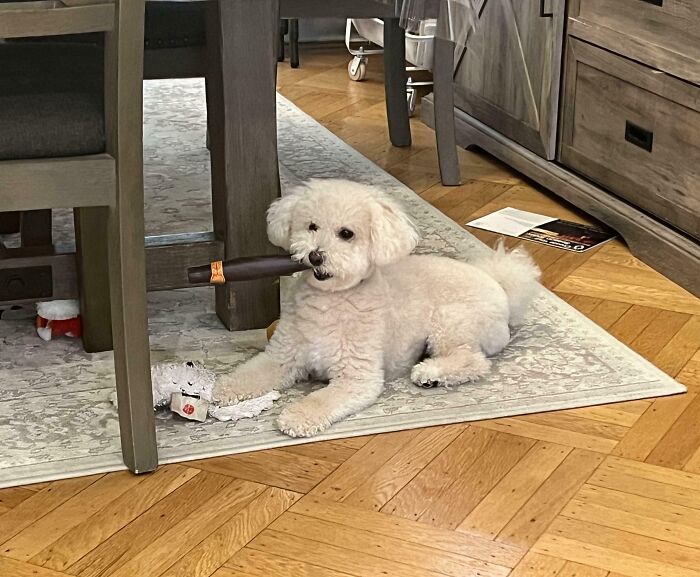 Small white dog causing chaos by chewing on an object while lying on a rug in a living room with wooden floors.