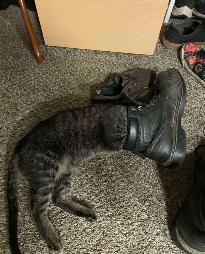 Tabby cat stuck inside a black boot on carpet, one of the chaotic pets causing a little mess indoors.