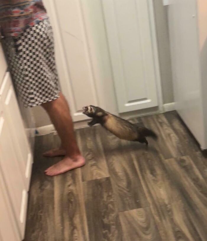 Ferret causing chaos by jumping and playing around a person's legs on a wooden kitchen floor.