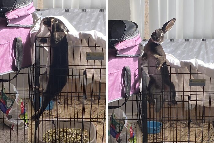 Black pet rabbit climbing out of its cage, showcasing chaotic pets behavior and playful menace instincts.