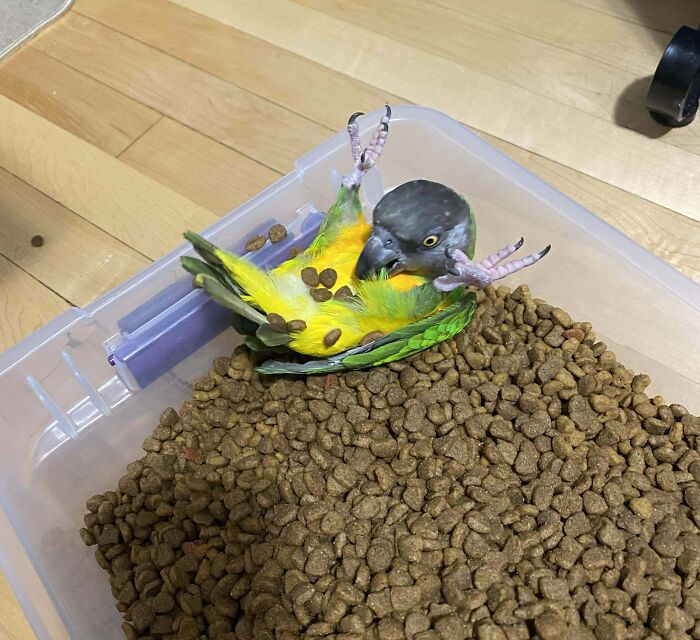 Small colorful parrot lying upside down in a container filled with pet food, showing chaotic pet behavior and mischief.