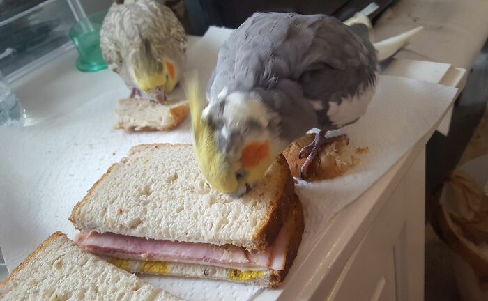 Two chaotic pets, cockatiels, pecking at sandwiches on a kitchen counter, causing playful mess and mischief.