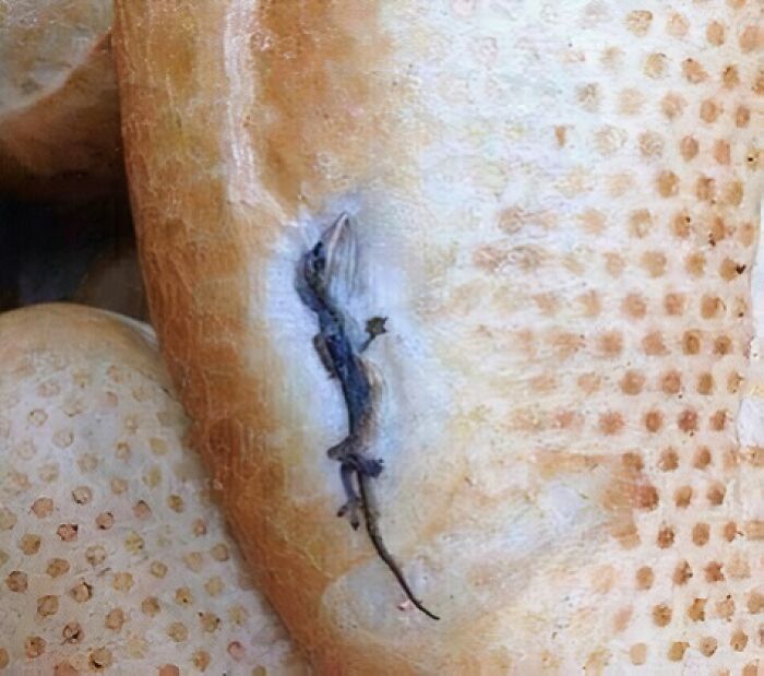 Close-up of moldy bread with a small lizard embedded, highlighting food nobody should eat for physical and mental health risks.