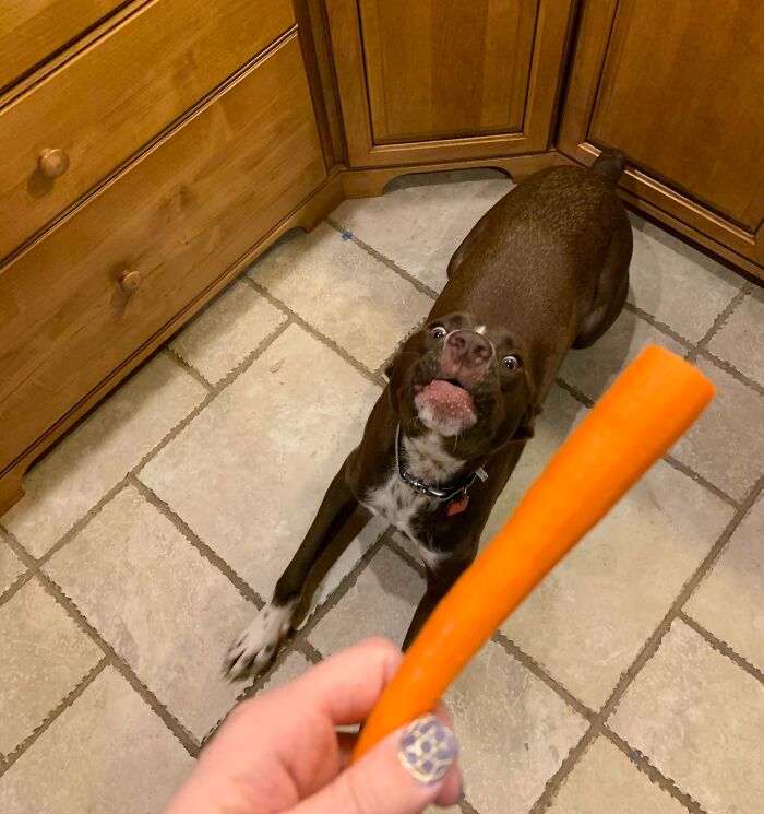 Playful dog learning a funny lesson while staring eagerly at a carrot held in a person’s hand in the kitchen.