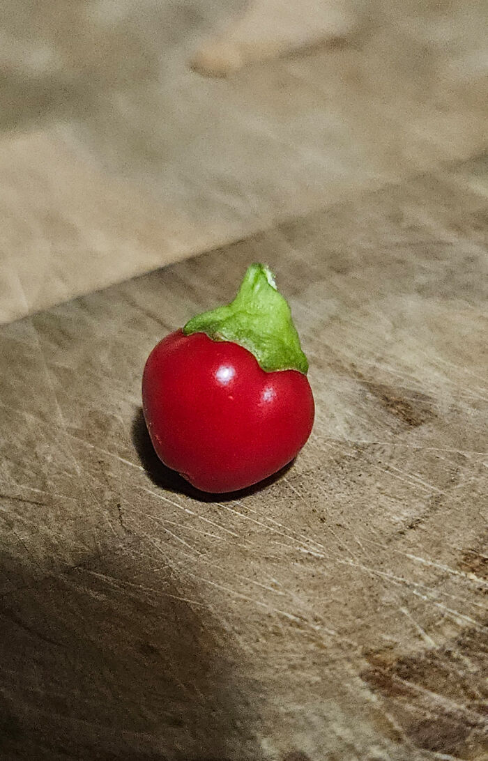 Tiny red tomato with green stem on a wooden surface, showcasing a nature prank on gardeners.