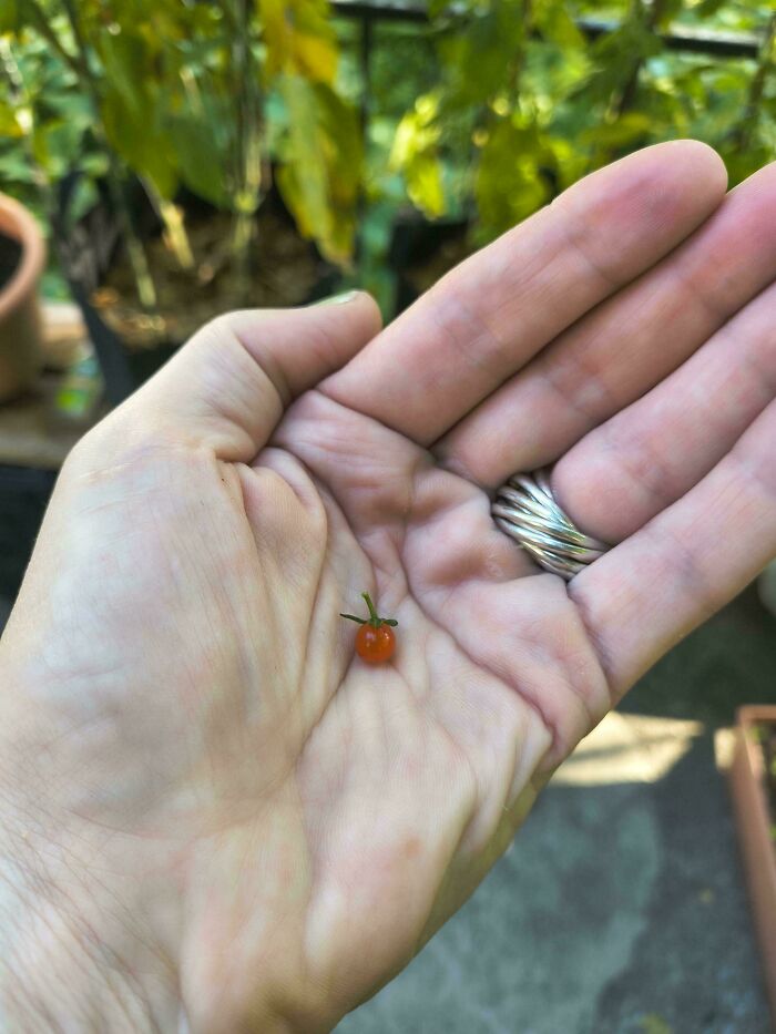 Tiny tomato held in a human hand, illustrating a surprising small natural garden produce size joke by Mother Nature.