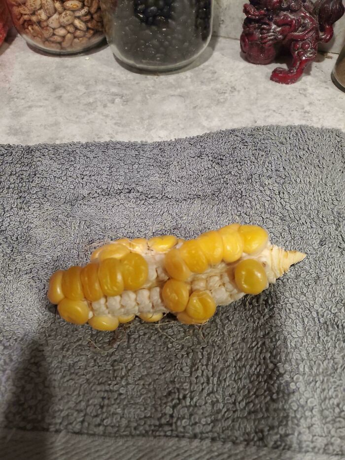 Partially grown corn cob with irregular, swollen kernels placed on a gray towel, showcasing nature's gardening surprise.