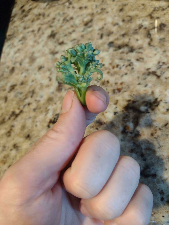 Tiny broccoli floret held between fingers, a funny garden joke by Mother Nature surprising gardeners.