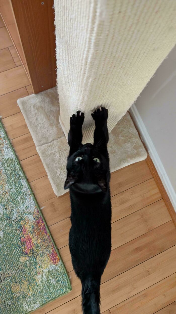 A black cat stretches up a scratching post, showing off its cat claw grip