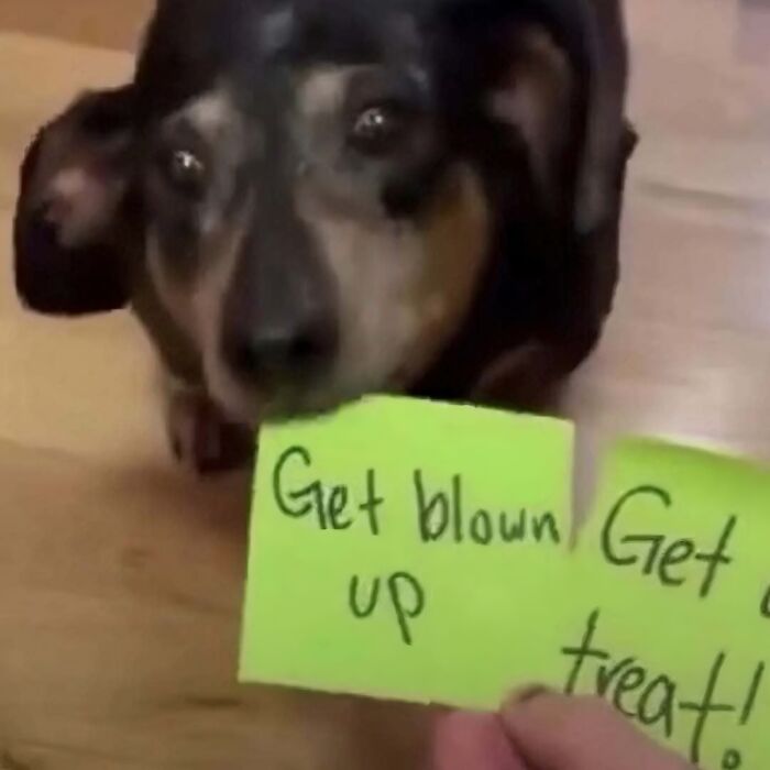 Close-up of a dog with handwritten notes, part of cursed images from a popular Instagram page disturbing 200K fans.